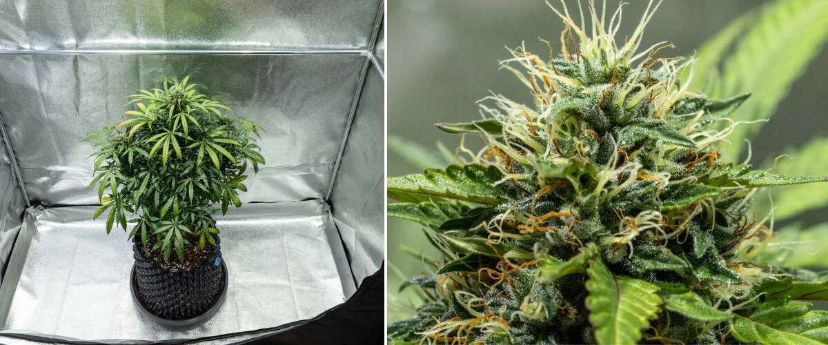 North Thunderfuck dyrkningsrapport – Uge 7–8: midterste blomstringsfase North Thunderfuck cannabisplante i blomstringsuge 7–8 med voksende knopper, tætte klynger af støvfang og stigende harpiksproduktion under LED-lys