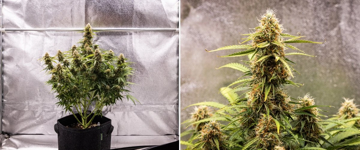 Gaia F1 dyrkningsrapport – Uge 8 modning af blomsterne Gaia F1 cannabisplante i uge 8, der vokser i jord med sunde modnende blomster indendørs