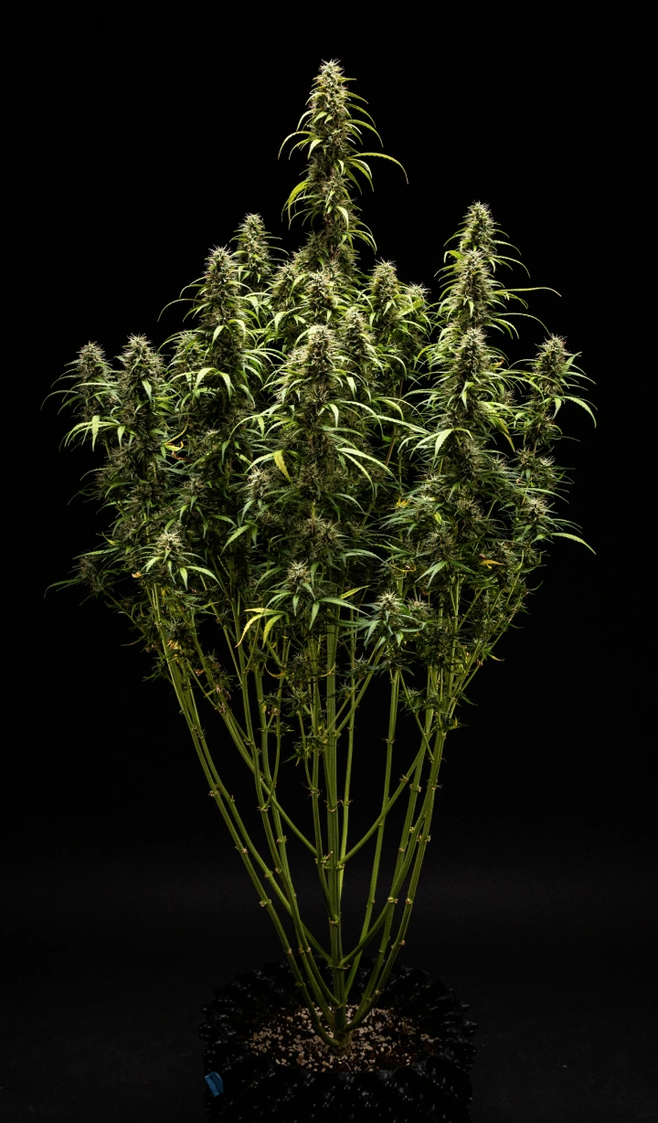 GOAT'lato Auto cannabisplante i uge 9 med overvejende mælkehvide og enkelte ravfarvede trichomer, faste blomster og intens aroma før høst