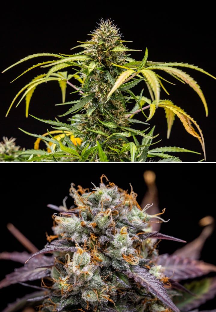 North Thunderfuck cannabisplante i uge 9–10 af blomstringen med fuldt udviklede buds, mørkere pistiller, kraftig harpiksdækning og tegn på høstklarhed under LED-lys