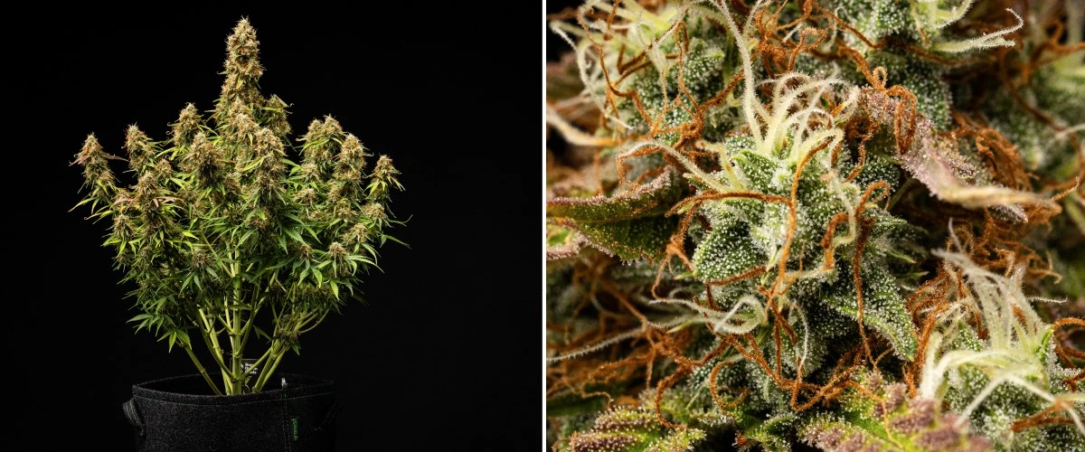 Gaia F1 dyrkningsrapport – Uge 9-10 klar til høst Gaia F1 cannabisplante i uge 9-10, der vokser i jord med modne blomster klar til høst indendørs