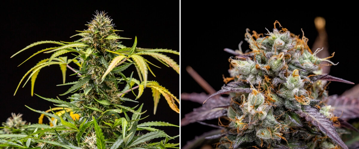 North Thunderfuck dyrkningsrapport – Uge 9–10: afsluttende blomstring og høst North Thunderfuck cannabisplante i blomstringsuge 9–10 med fuldt udviklede knopper, mørkere støvfang, kraftig harpiksdækning og tegn på, at planten er klar til høst under LED-lys