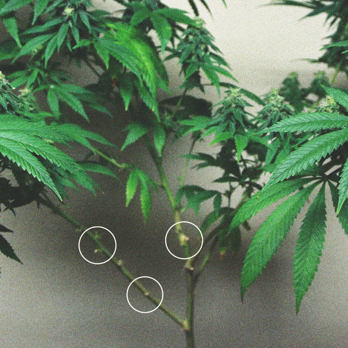 Defoliation – A High Risk Way To Increase Yield Defoliation – A High Risk Way To Increase Yield