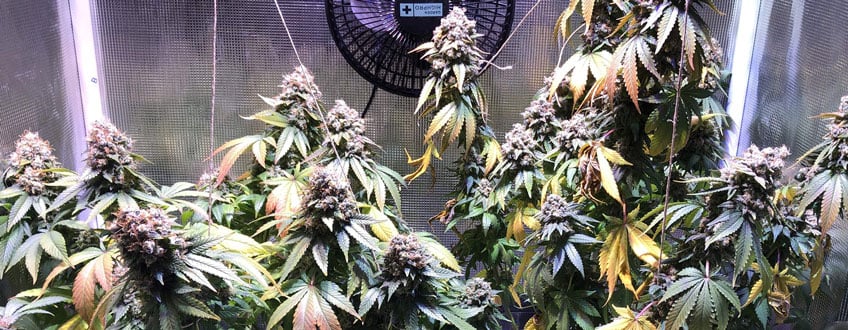 White Widow