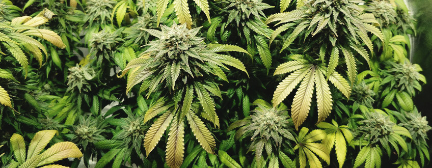 FAN LEAVES WILL START TO YELLOW FAN LEAVES WILL START TO YELLOW