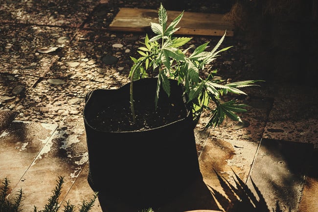 Sådan anvender du plantetræning med lavt stress på cannabis for at opnå større udbytte
