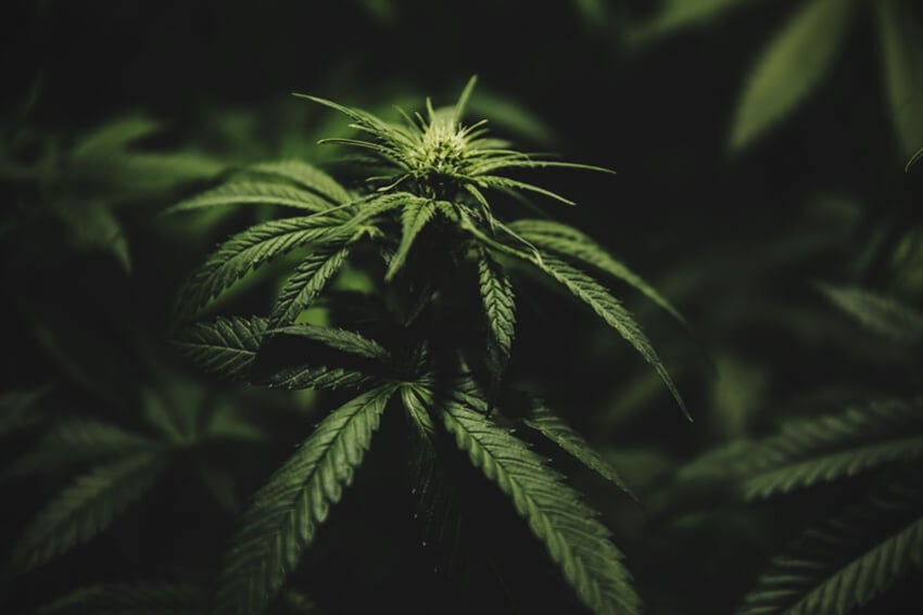 Hvornår skal du føre din cannabisplante fra den vegetative fase og over i blomstringsfasen?
