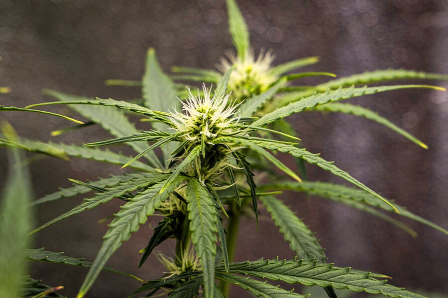 Hvornår skal du skifte fra den vegetative fase til blomstringsfasen?