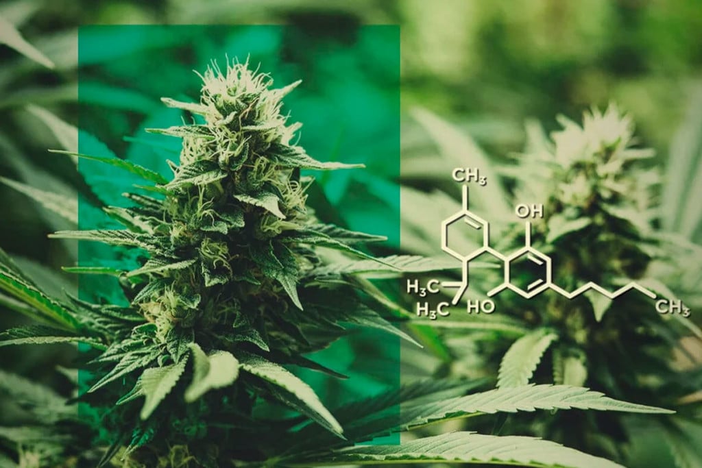 CBD-blomster: Dosér CBD uden THC