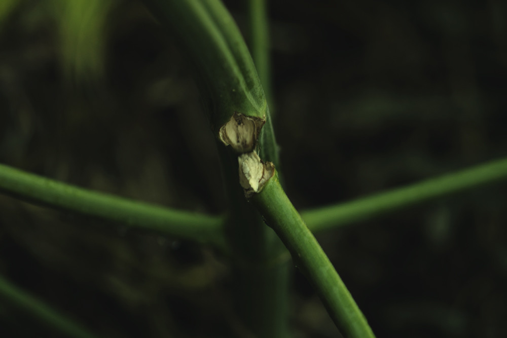 Sådan reparerer du knækkede og bøjede cannabisstængler