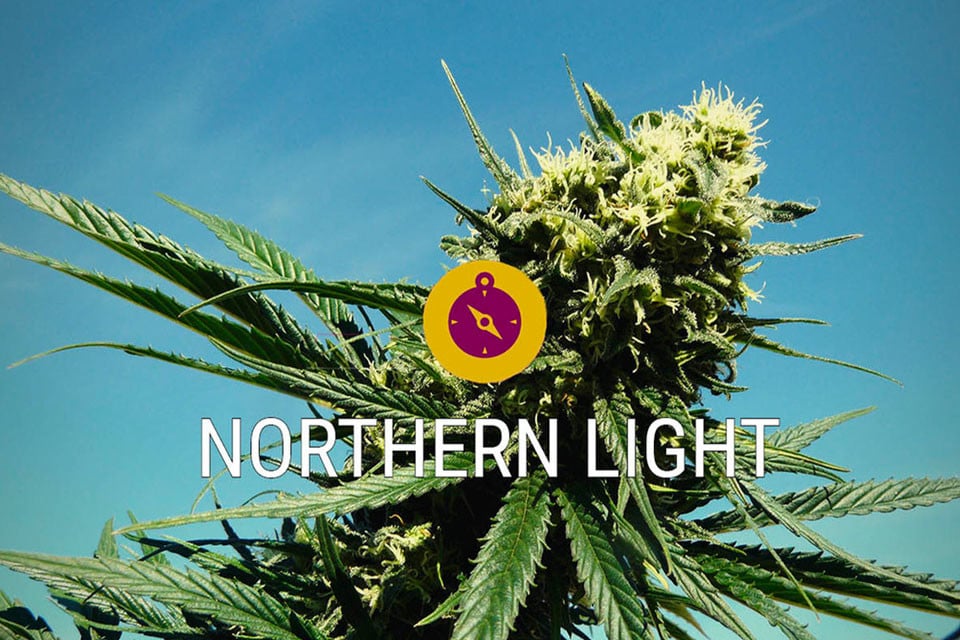 Northern Lights: En cannabisklassiker og ægte Indica-legende