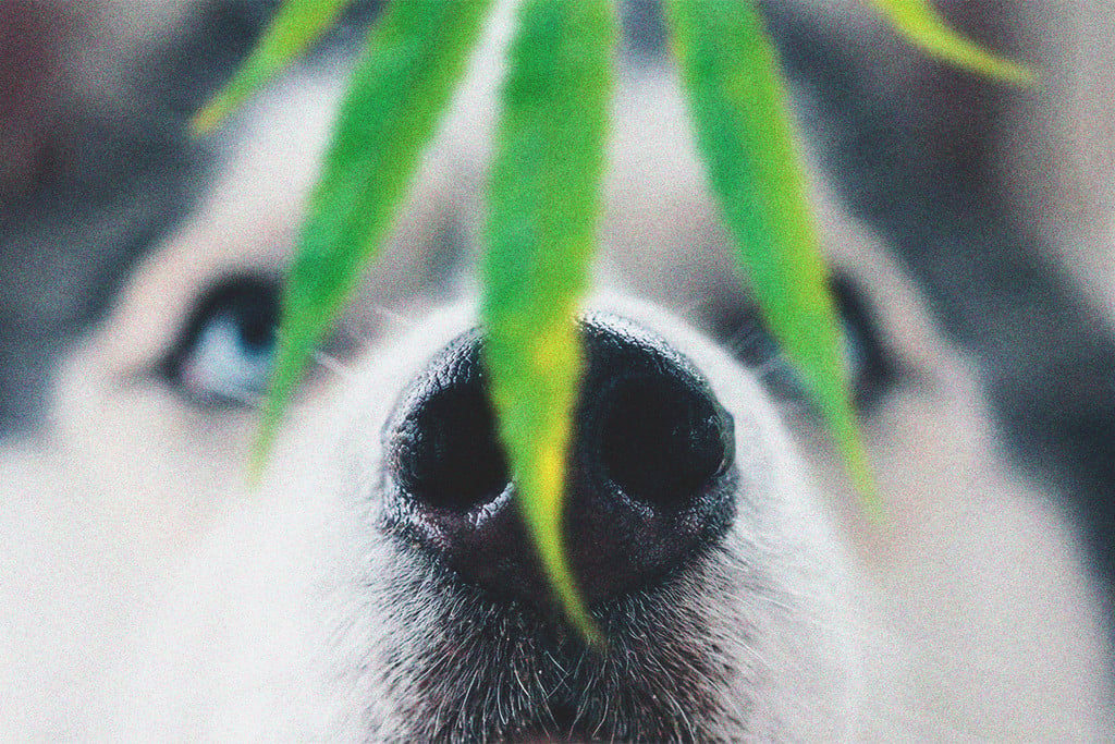 Duftende stressende Nedrustning Kæledyr og cannabistoksicitet: Hvad gør du, hvis din hund bliver høj? - RQS  Blog