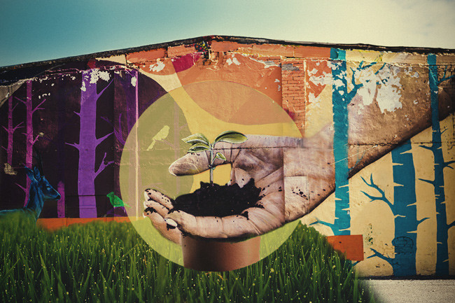 Tips til dyrkning af automatisk blomstrende cannabis udendørs