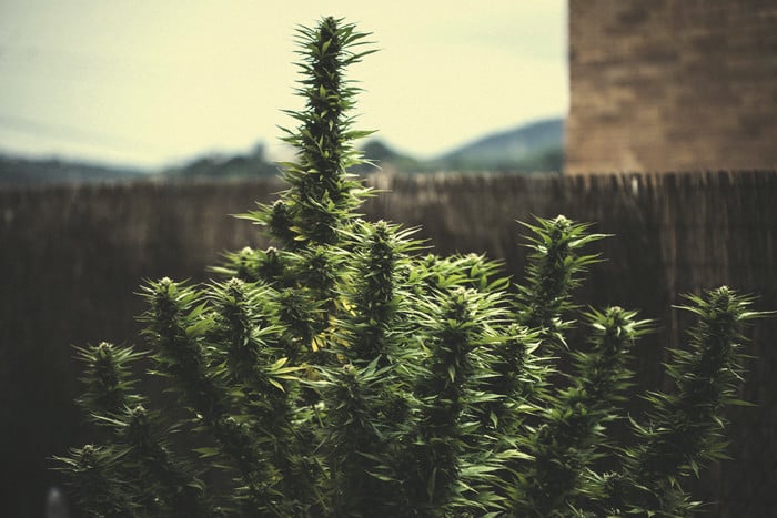 Hvad betyder udbytte pr. cannabisplante?