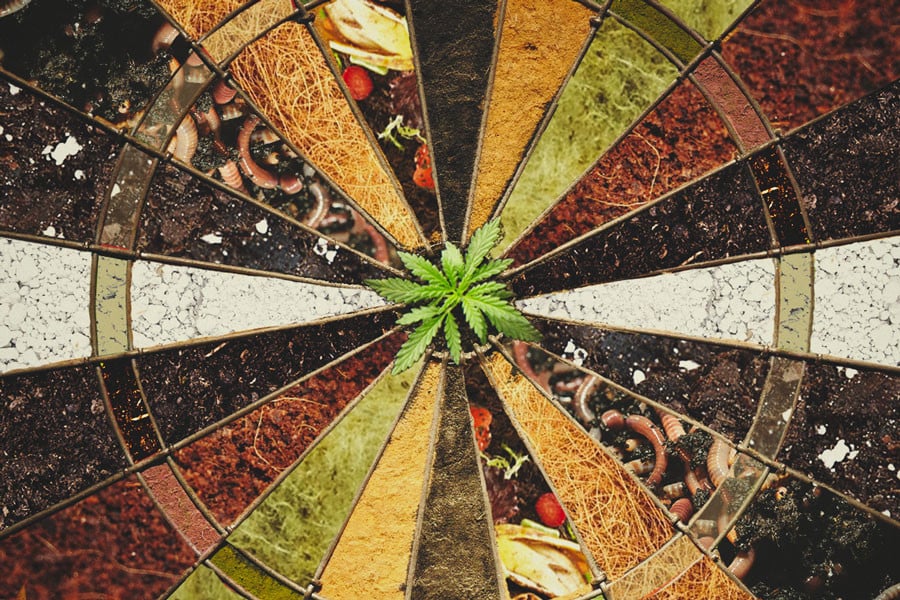 Hvad er det bedste vækstmedium til cannabis?