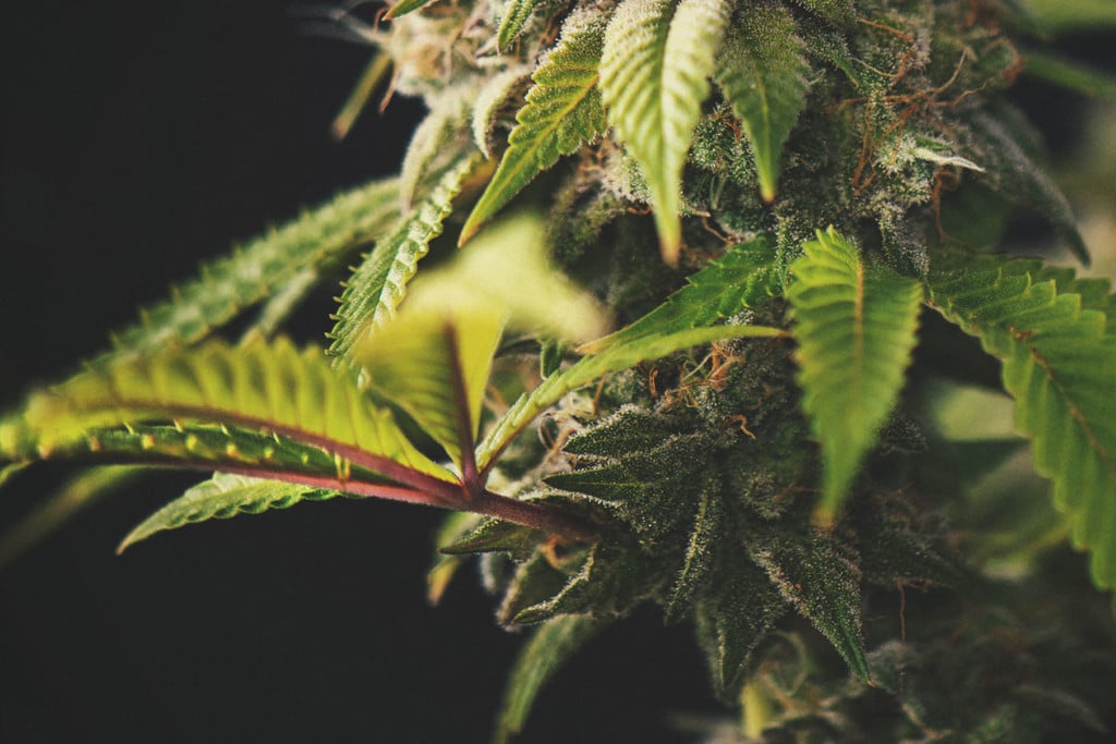 Skal du være bekymret for lilla eller røde cannabisstængler?