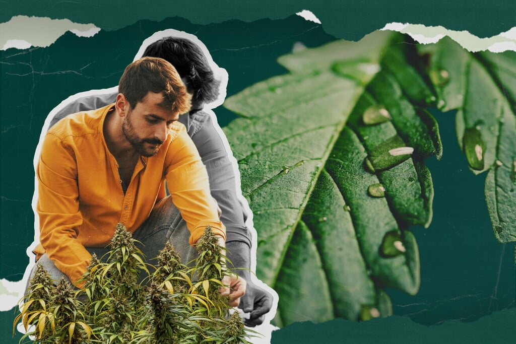 Hvad er guttation på cannabis? Alt, du har brug for at vide