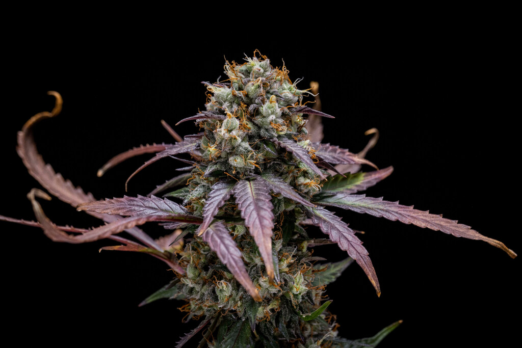 North Thunderfuck Auto uge-for-uge dyrkningsrapport