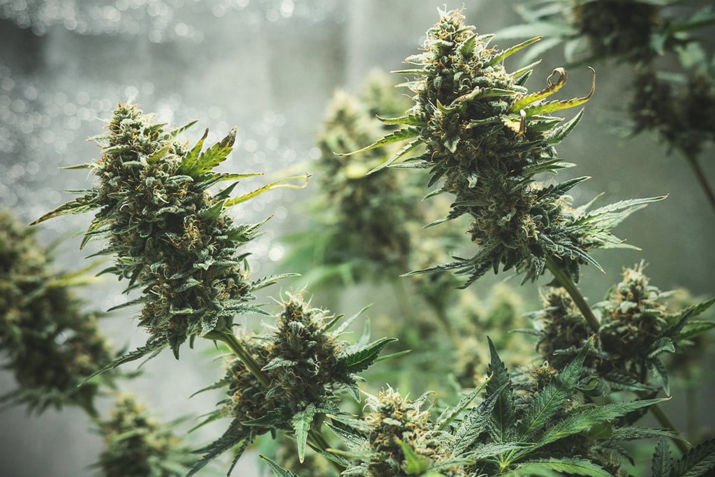 Tips til indendørs dyrkning af automatisk blomstrende cannabis