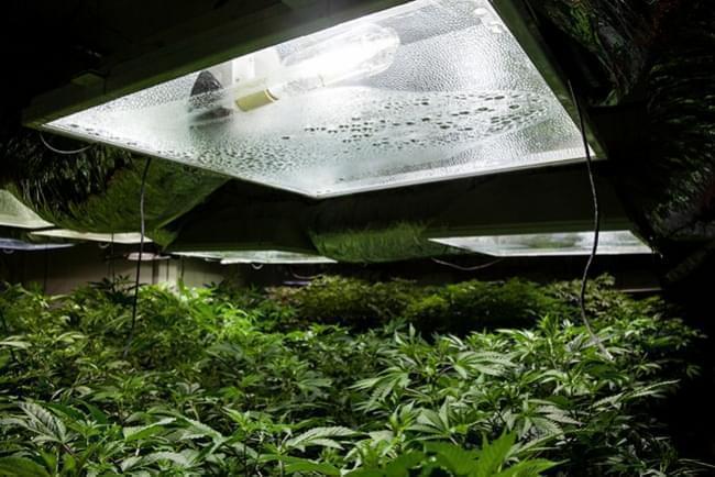 Indendørs cannabisdyrkning: luftfugtighed og temperaturer