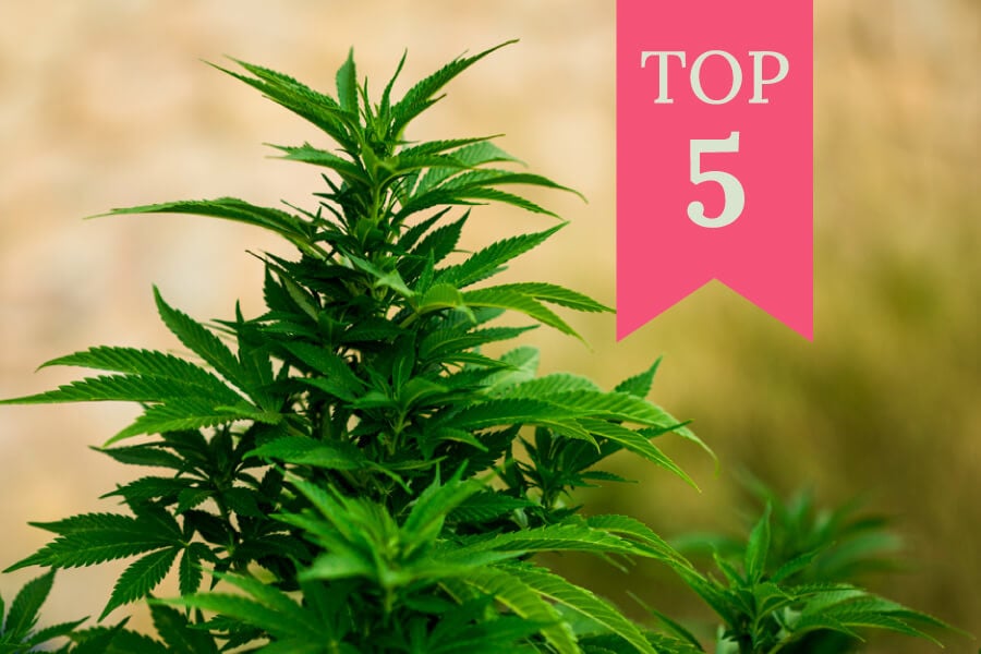 Top 5 cannabissorter til udendørs dyrkning i 2022