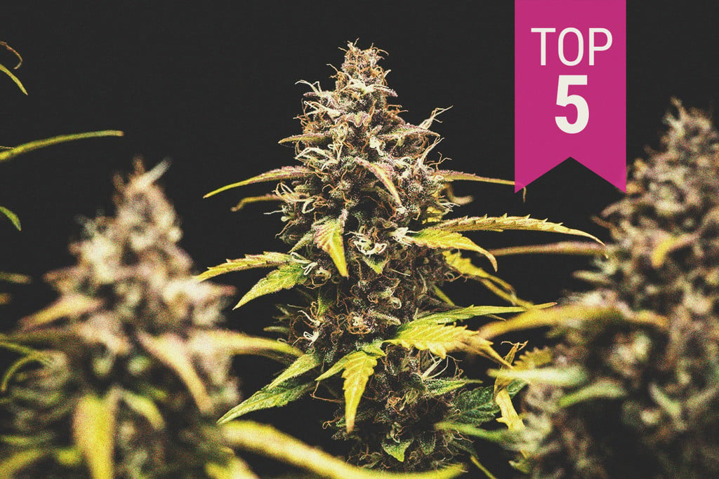 Top 5 cannabissorter til indendørs dyrkning i 2021