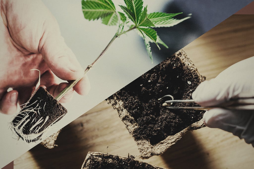 Frø eller kloner: Hvad er bedst til cannabisdyrkning?