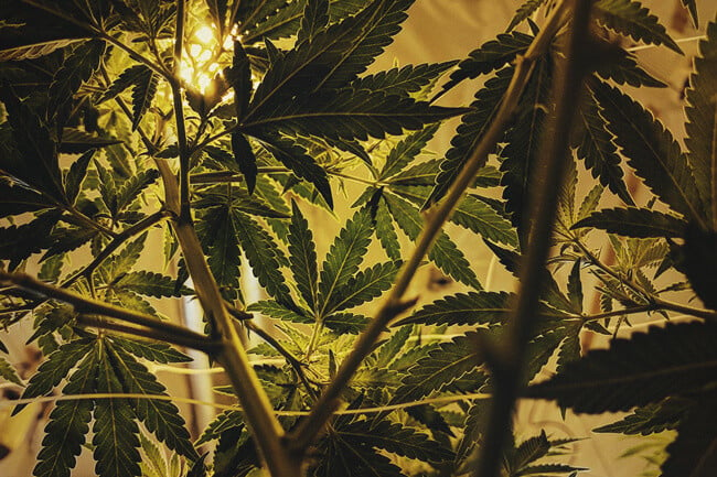 Det perfekte lysskema til automatisk blomstrende cannabis