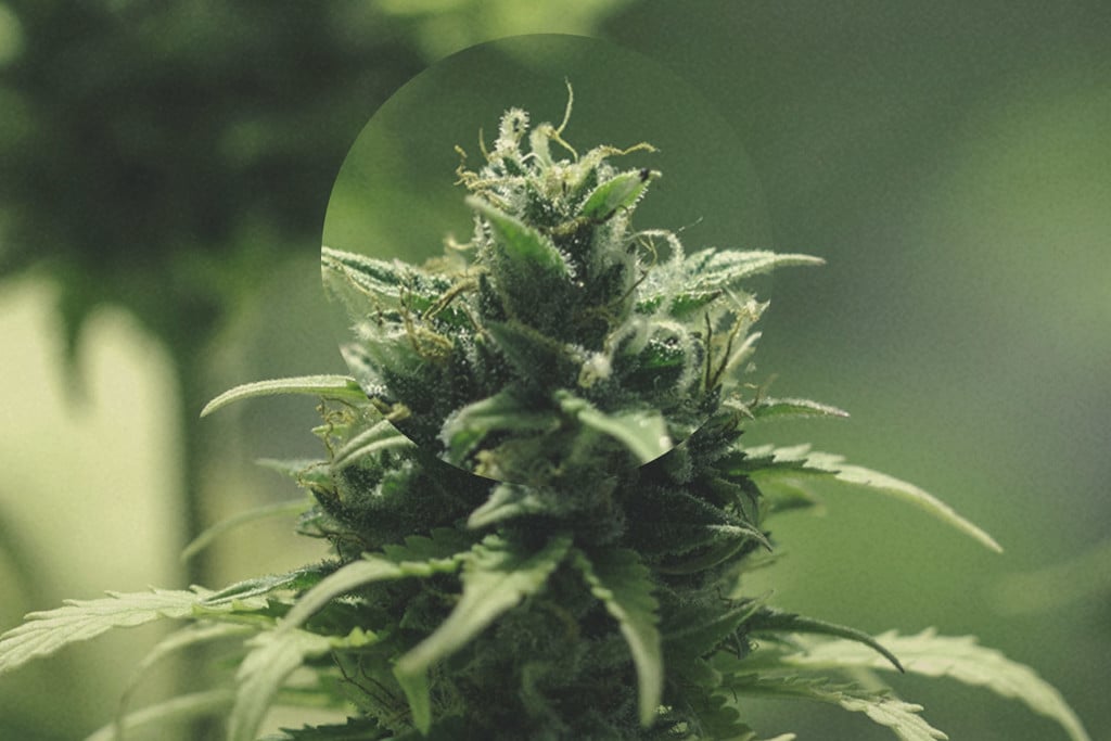 Sådan forhindrer du, at sørgemyg ødelægger dine cannabisplanter