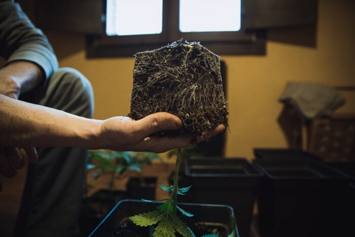 Lær, hvordan og hvornår skal du omplante dine cannabisplanter
