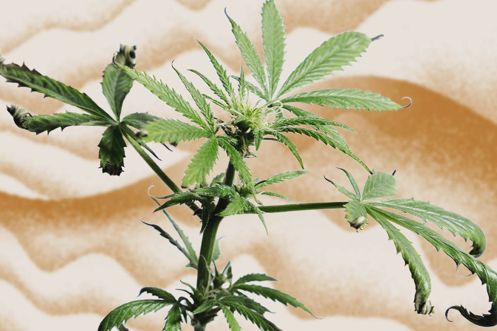 Sådan beskytter du dine cannabisplanter mod varmestress