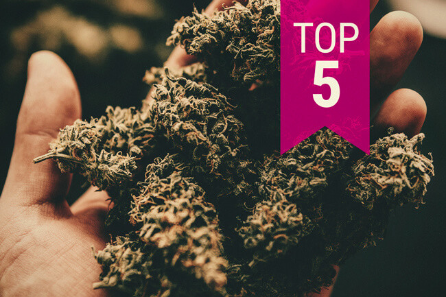 Top 5 stærkeste cannabissorter - 2025 opdatering