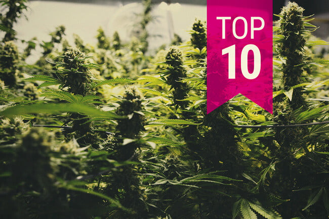 Top 10 over cannabissorter med højest udbytte (2024 opdatering)