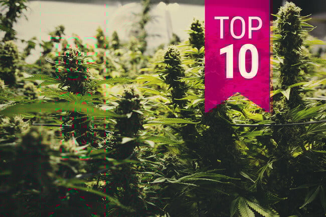 Top 10 over cannabissorter med højest udbytte (2025 opdatering)