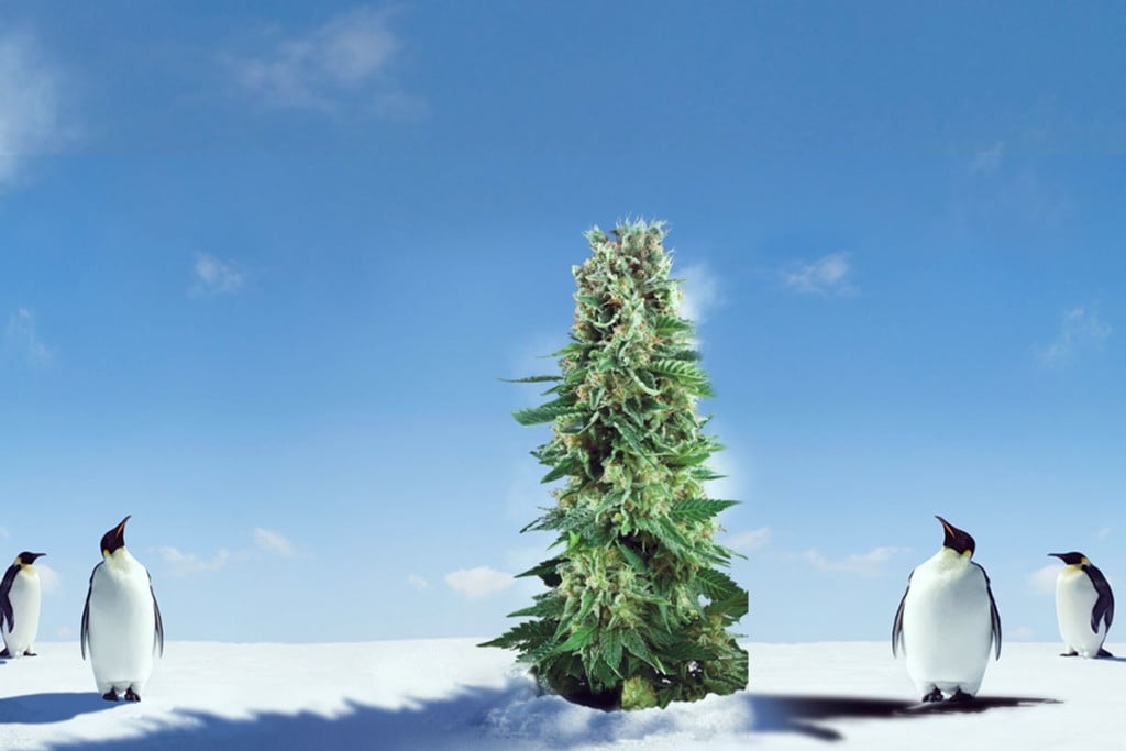 Tips til dyrkning af cannabis i koldt klima