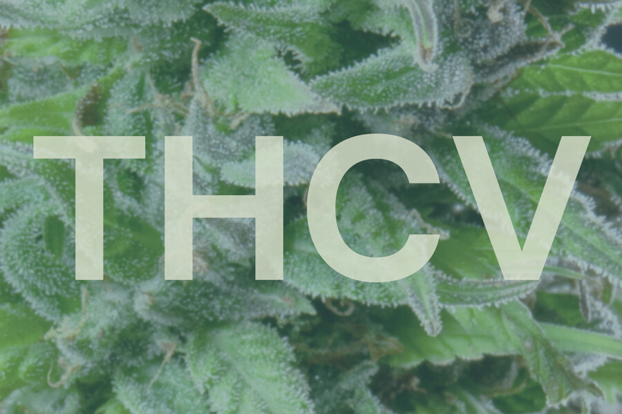 Hvad er THCV, og hvordan adskiller det sig fra THC?