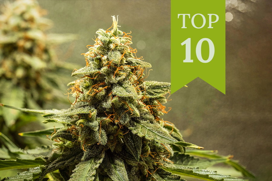 Top 10 Automatisk blomstrende cannabissorter