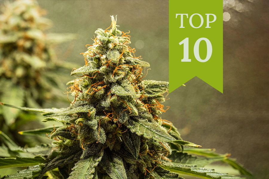 Top 10 Automatisk blomstrende cannabissorter i 2025