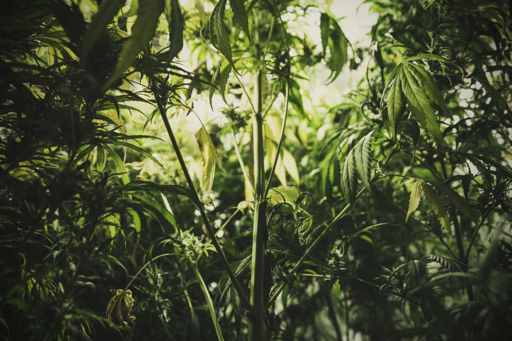 Sådan håndterer og forebygger du strækning i cannabisplanter