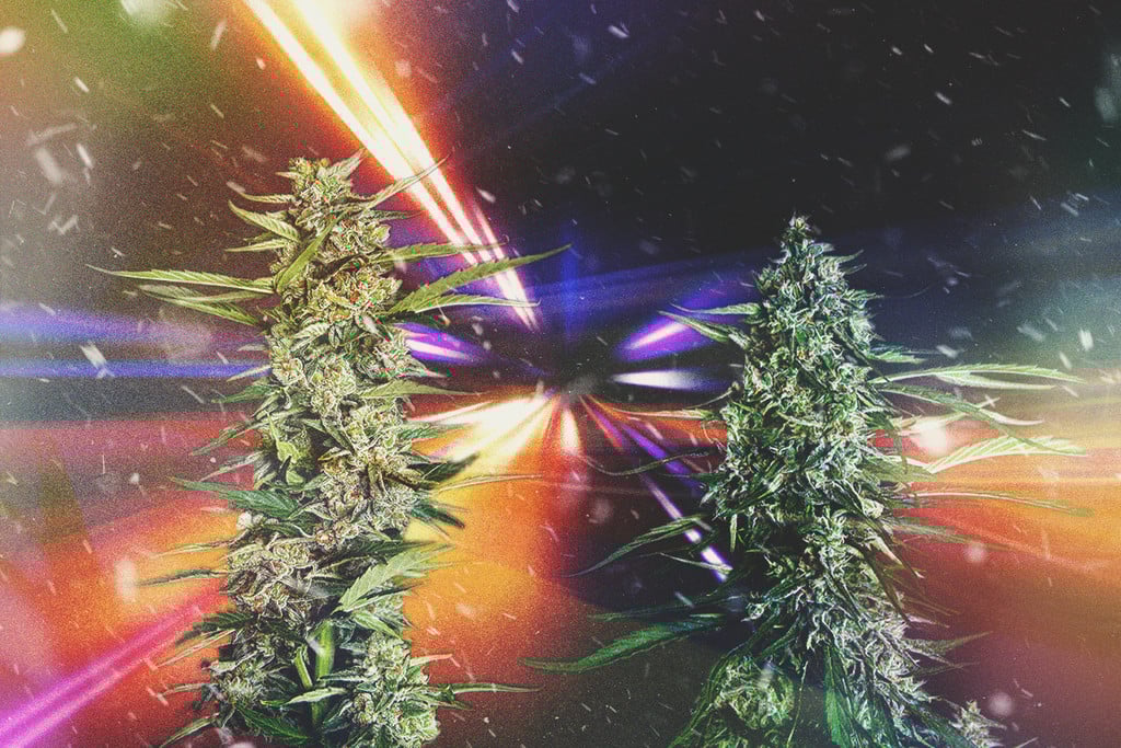 De hurtigste cannabissorter i 2025