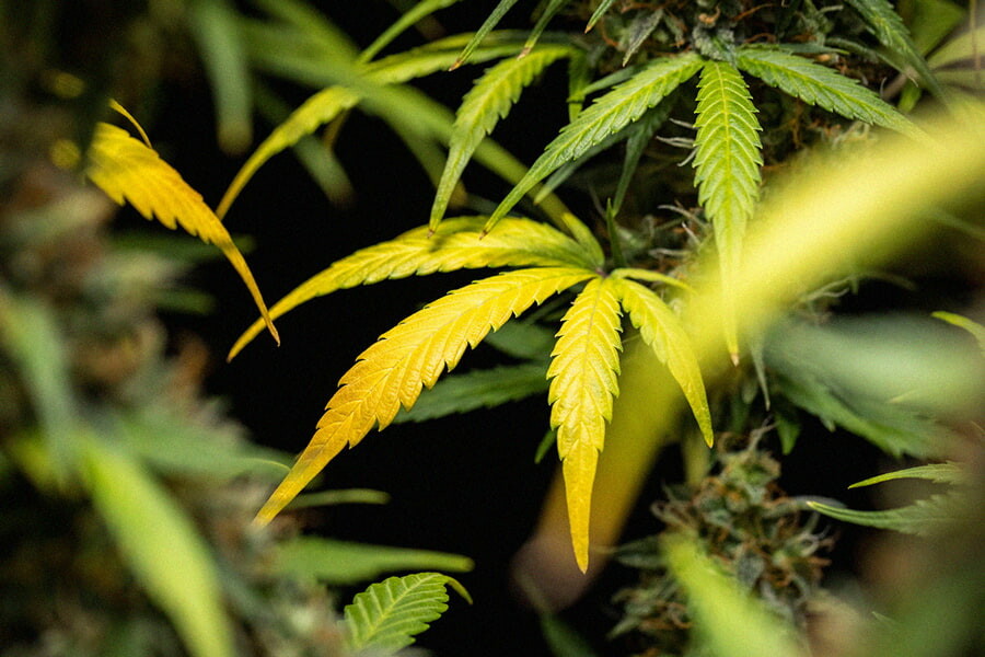 Se årsager og løsninger til gule cannabisblade