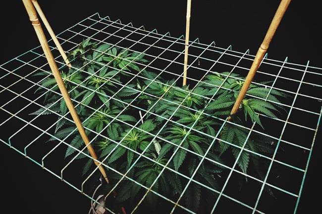 Hvordan og hvorfor skal du bruge ScrOG på dine cannabisplanter?