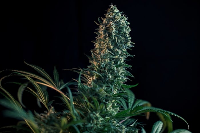 Blomstringsfasen af cannabis uge for uge