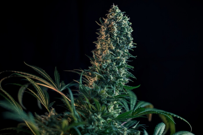 Blomstringsfasen af cannabis uge for uge