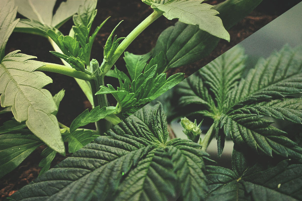 Beskæring af cannabisplanter: topning vs. fimming