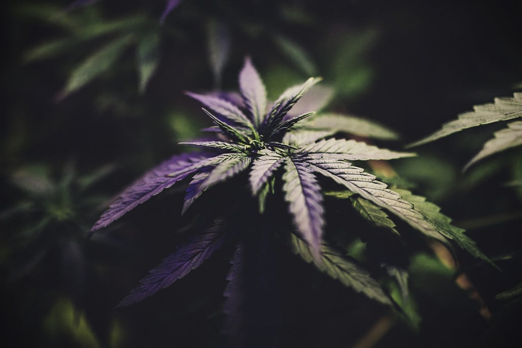 Kan man tvinge cannabis ind i blomstringsfasen udendørs? Ja!