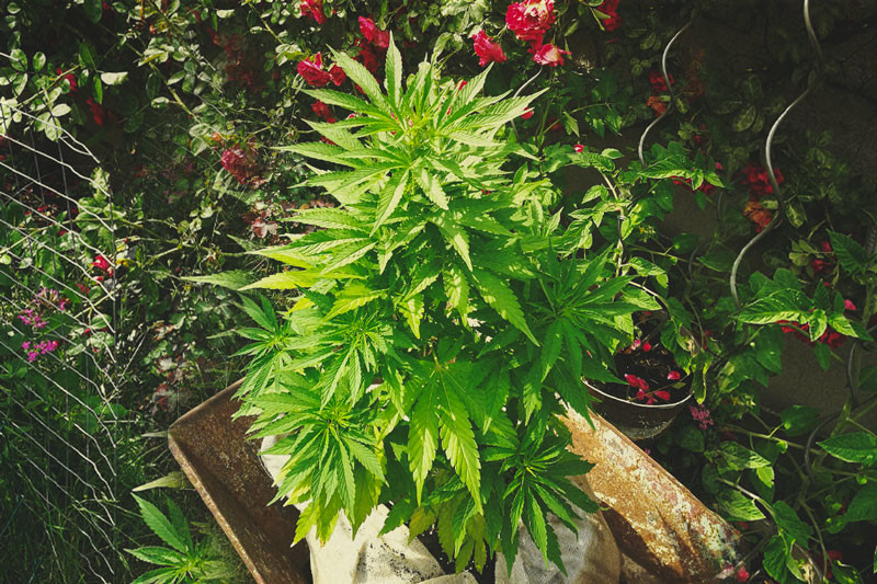 Organic Marijuana: How And Why To Cultivate it
