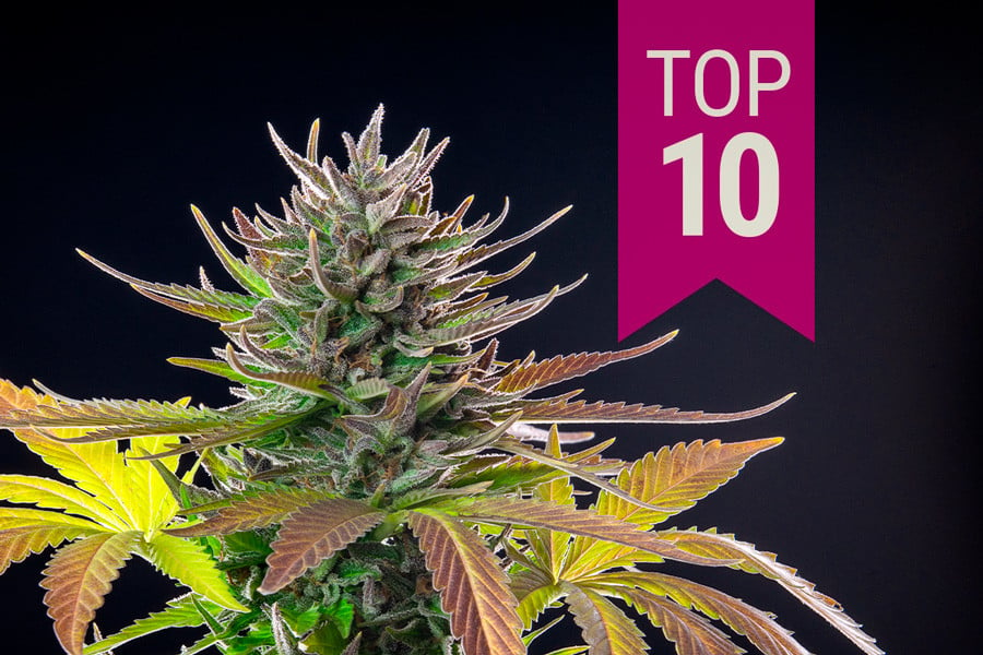 Top 10 Sativa-cannabissorter i 2020