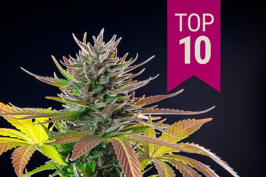 Top 10 over de bedste sativa-sorter i 2024