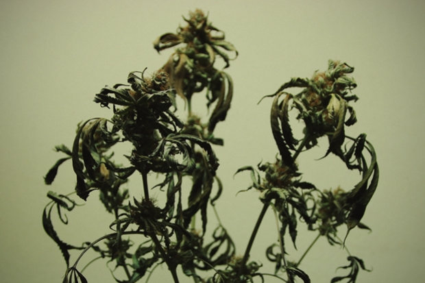 Næringsstofforbrænding i cannabisplanter